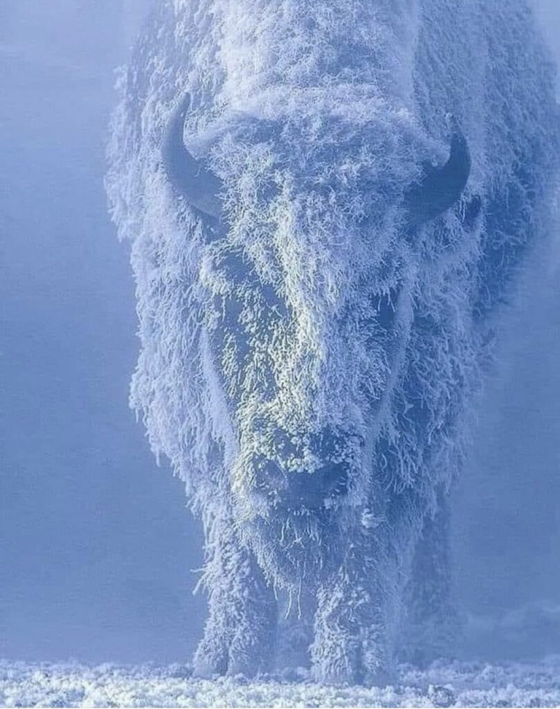 Icy Cold Bison